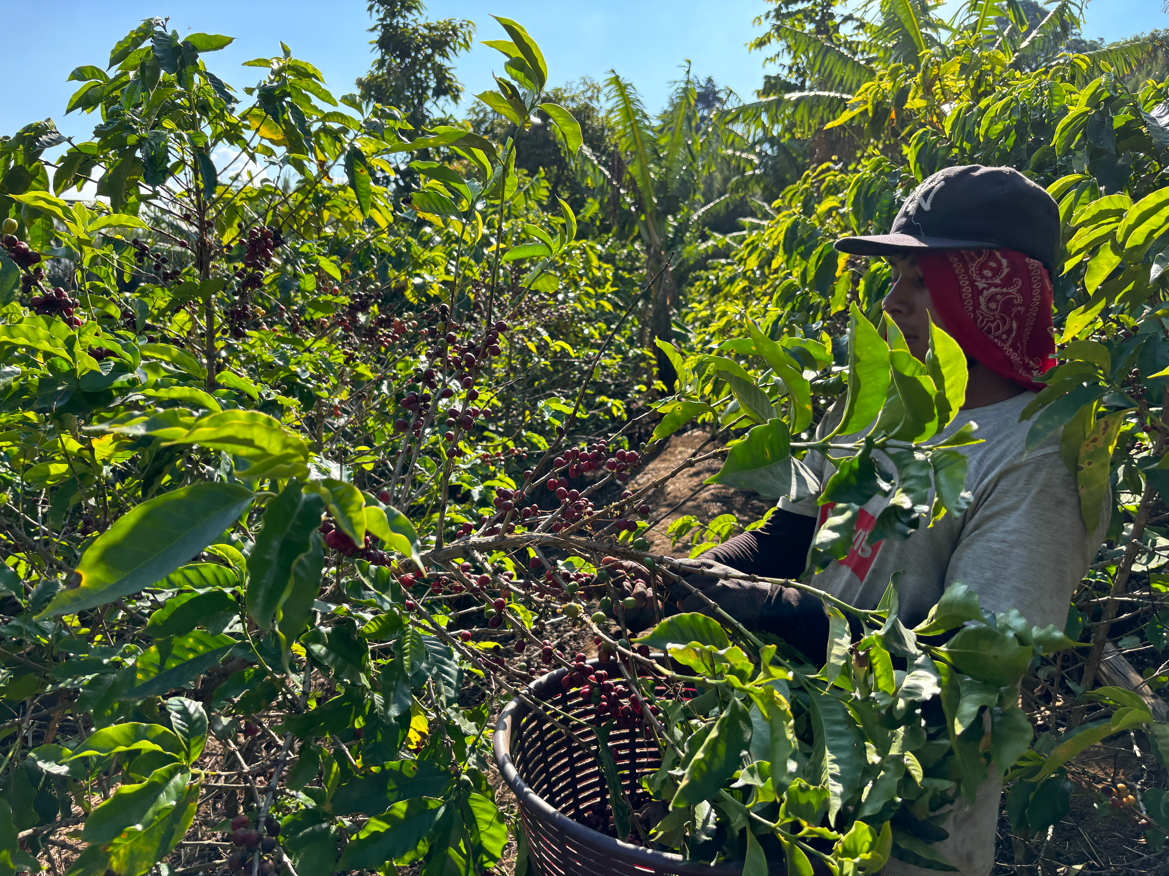 Recolecci&oacute;n selectiva en laderas volc&aacute;nicas